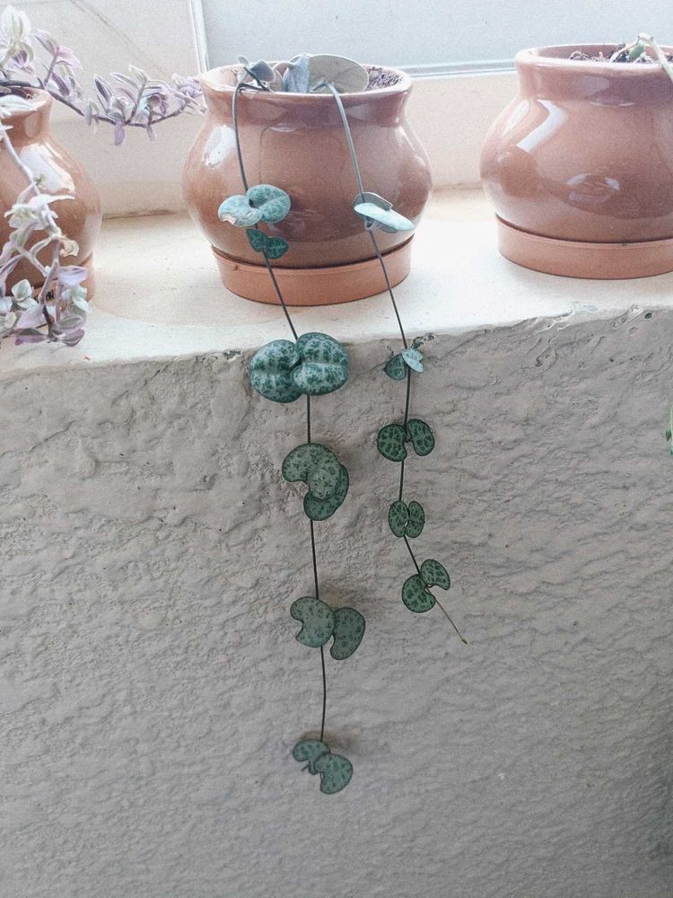 String Of Hearts Plant
