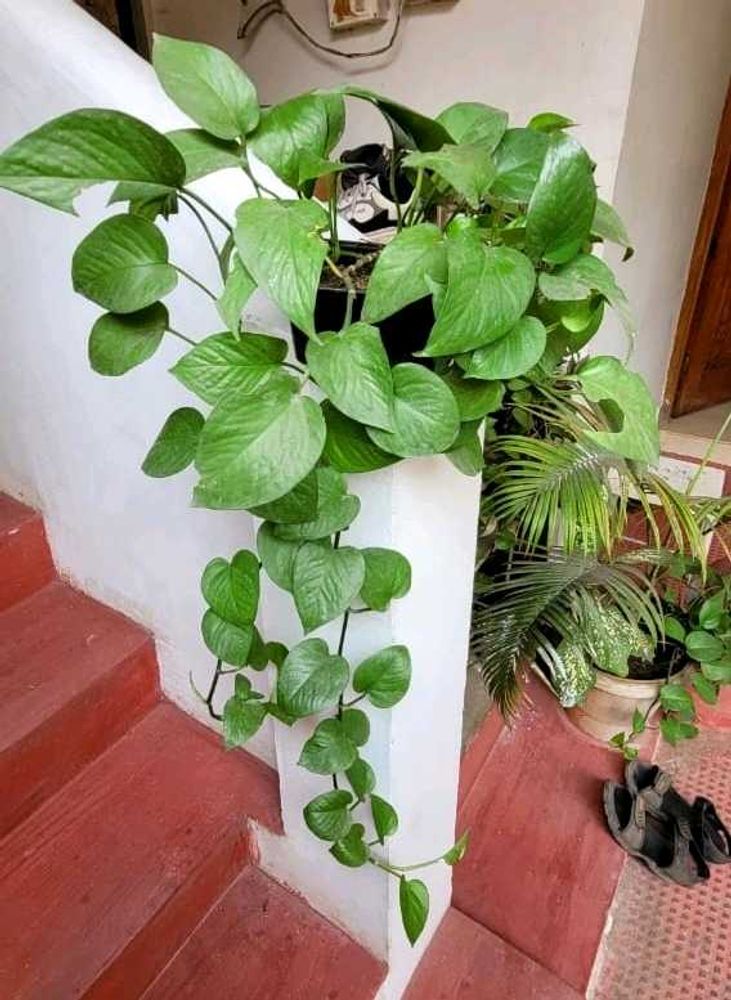 Evergreen Money Plant &amp; Pot