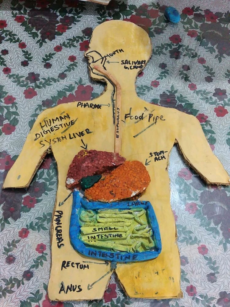 Human Digestive System 3D Model