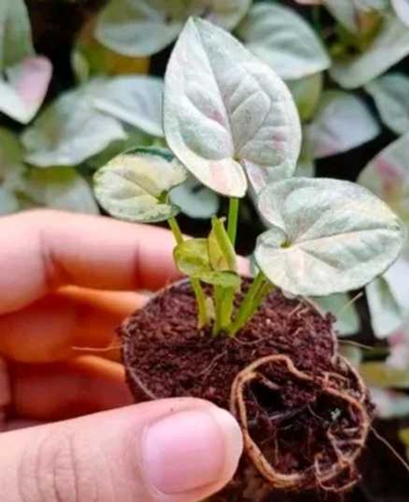 Syngonium Albo Plant