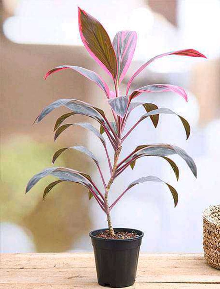 Cordyline Plant in Pot