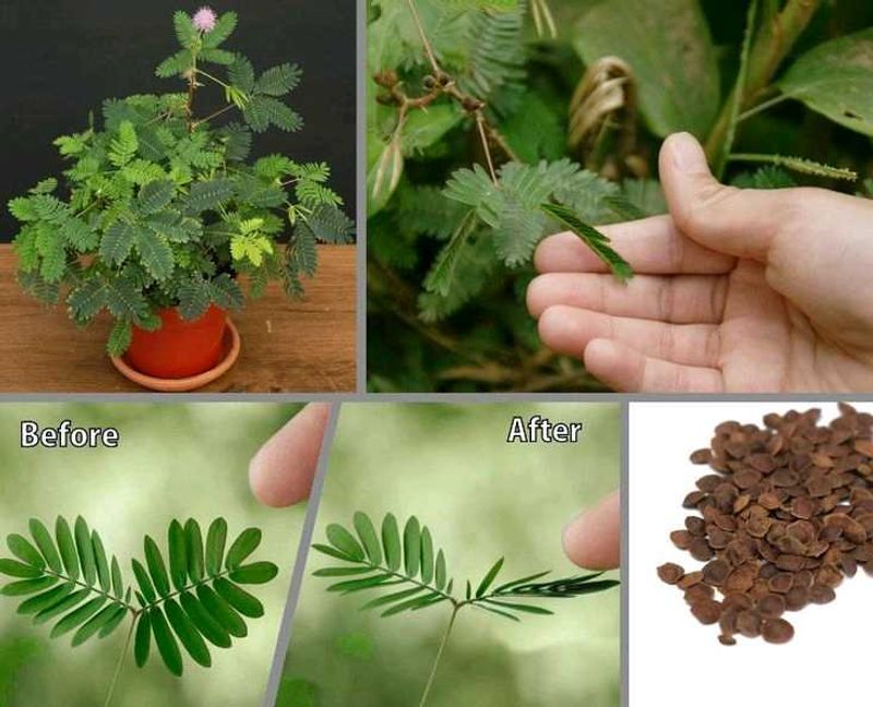 Mimosa Pudica Plant Seeds Shameplant