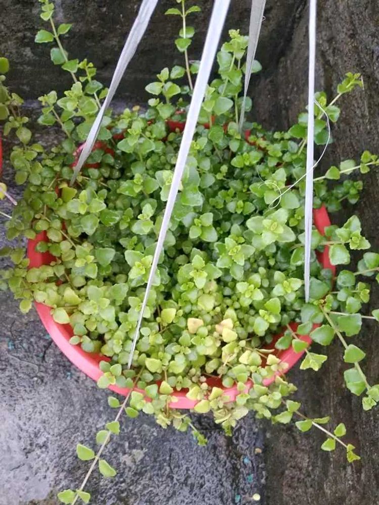 Tangled Heart / Pillow Plant / Swedish Ivy