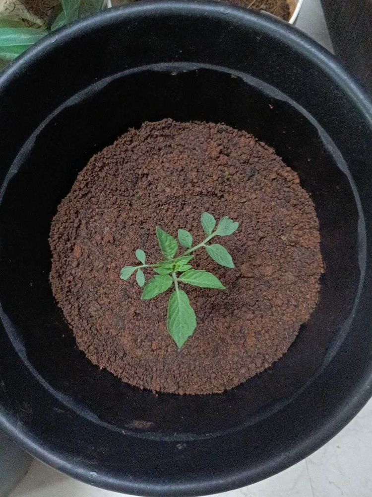 Tomato Plant