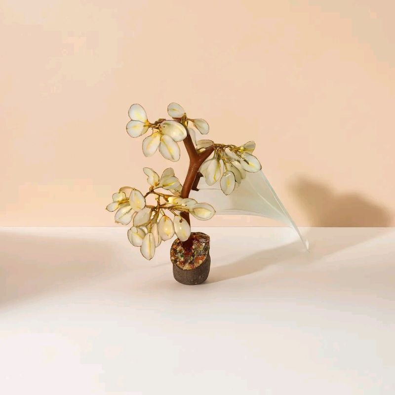 Kodi Shell Tree of 50 Cowrie Shells