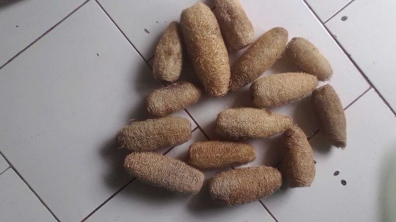 BEST NATURAL LOOFAH SPONGE