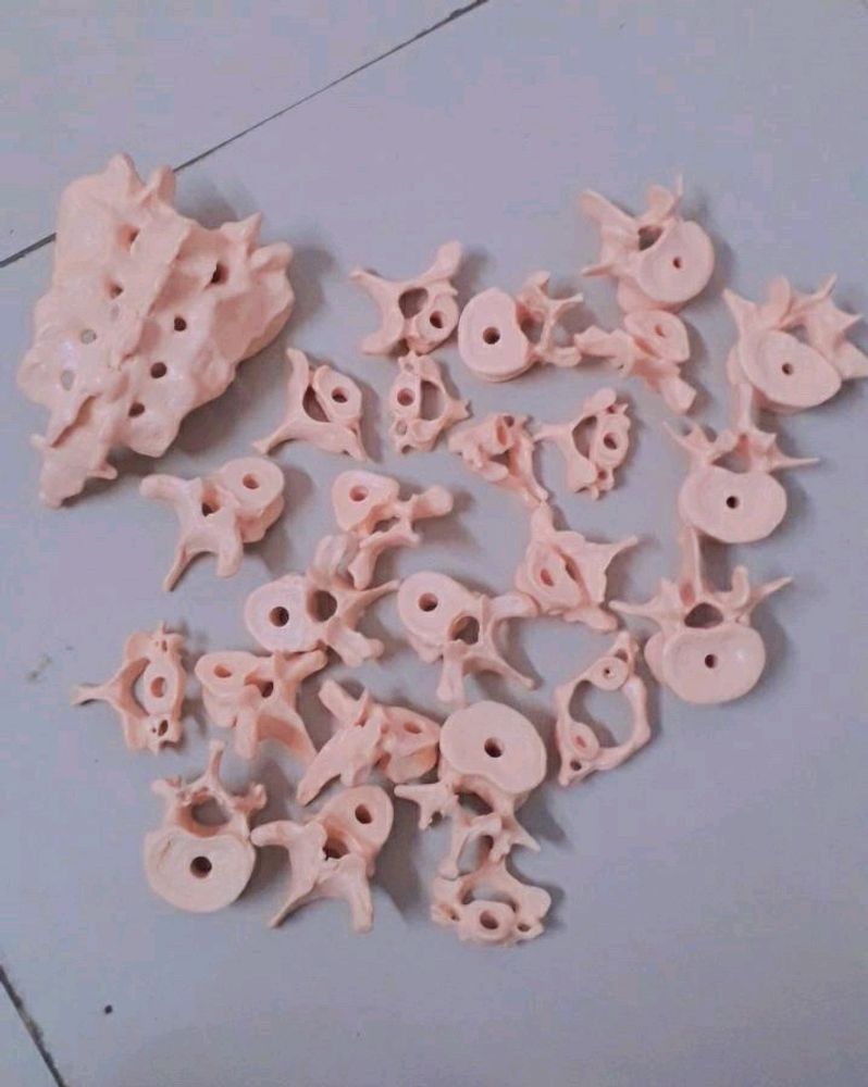 Bone Set-3 (Vertebras + Sacrum) For Medicals!!✏