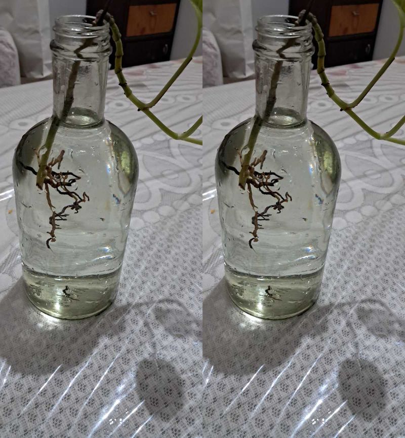 Beautiful Plant Bottles 2 Pieces