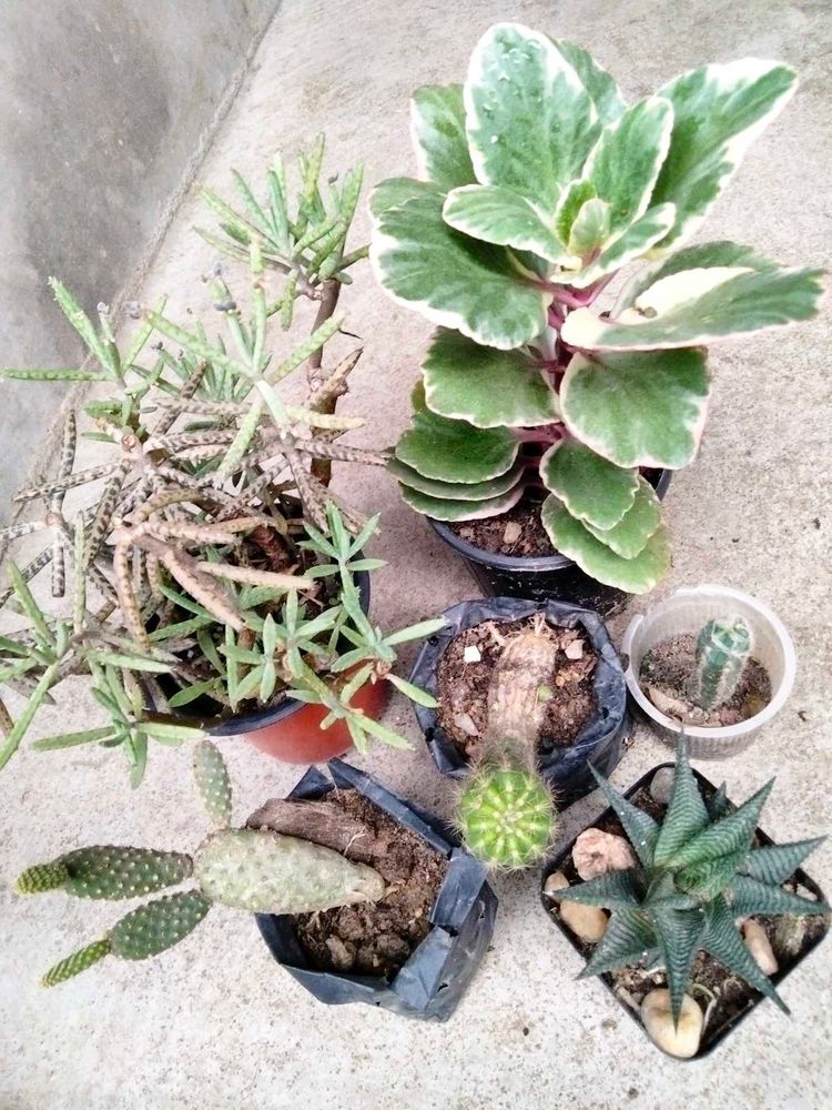 Cactus And Secculents Combo