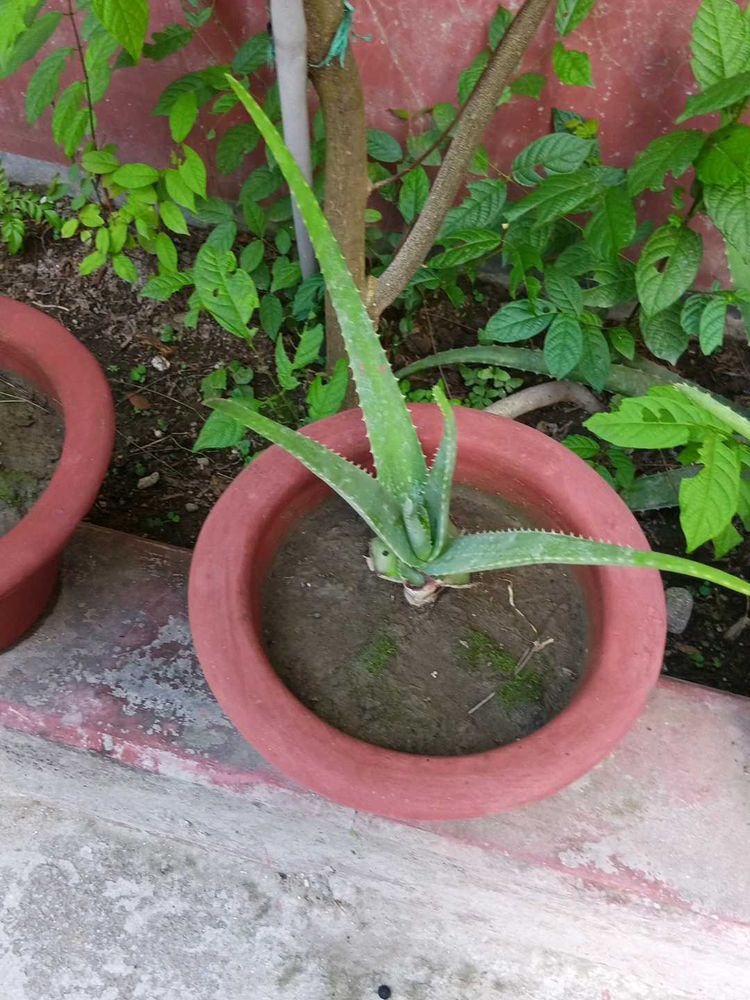 Aloevera Plant