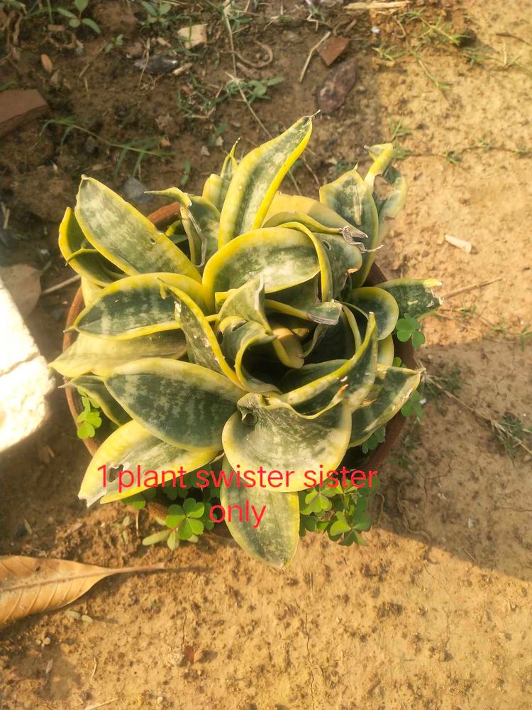 Total 6 Variety Snake Airpurifying Plant