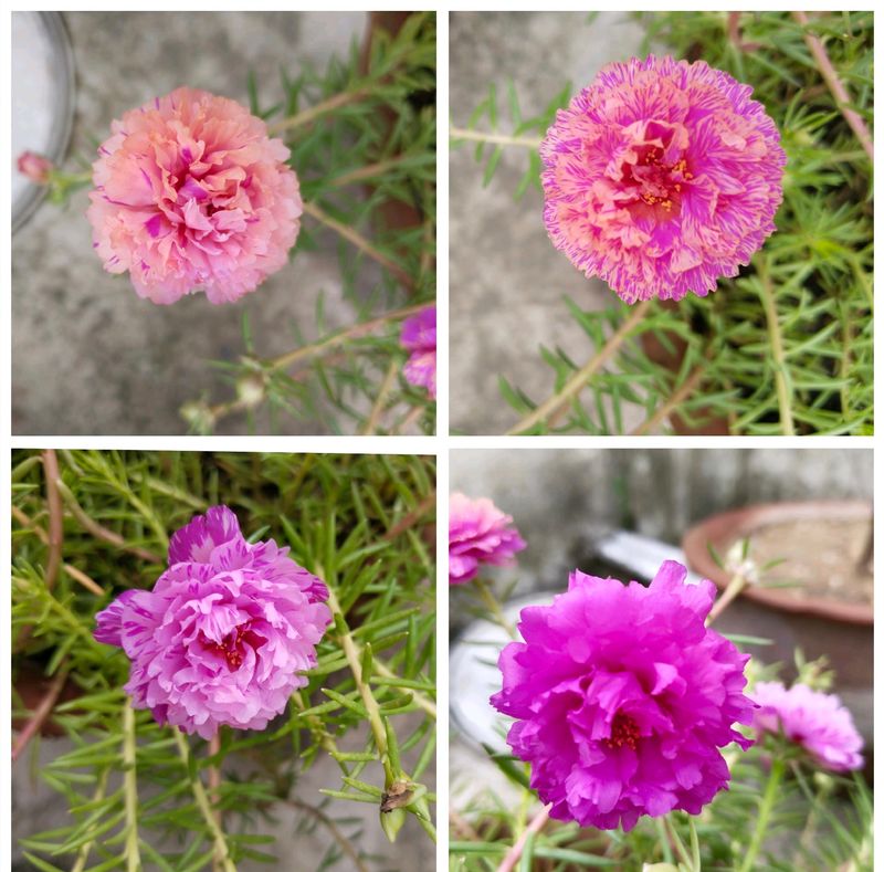 Four Colours Of Portulaca Flower Cutting