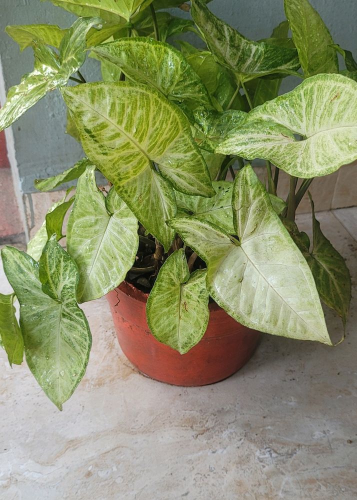 Syngonium  ArrowheadLime Allusion Live