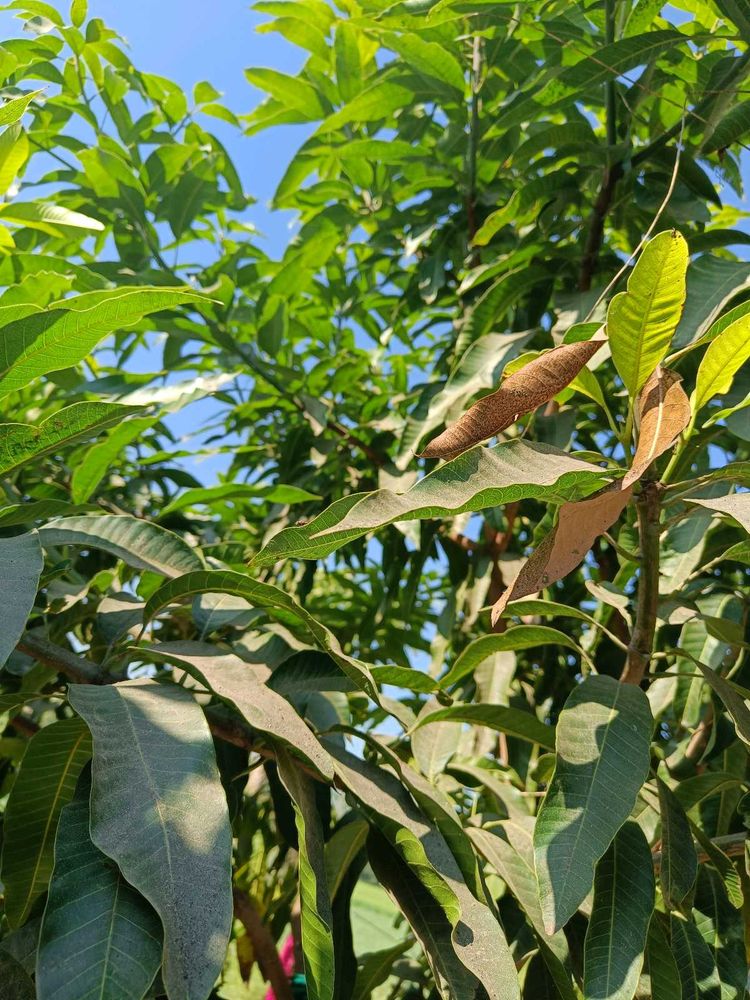 Mango Dry Sticks