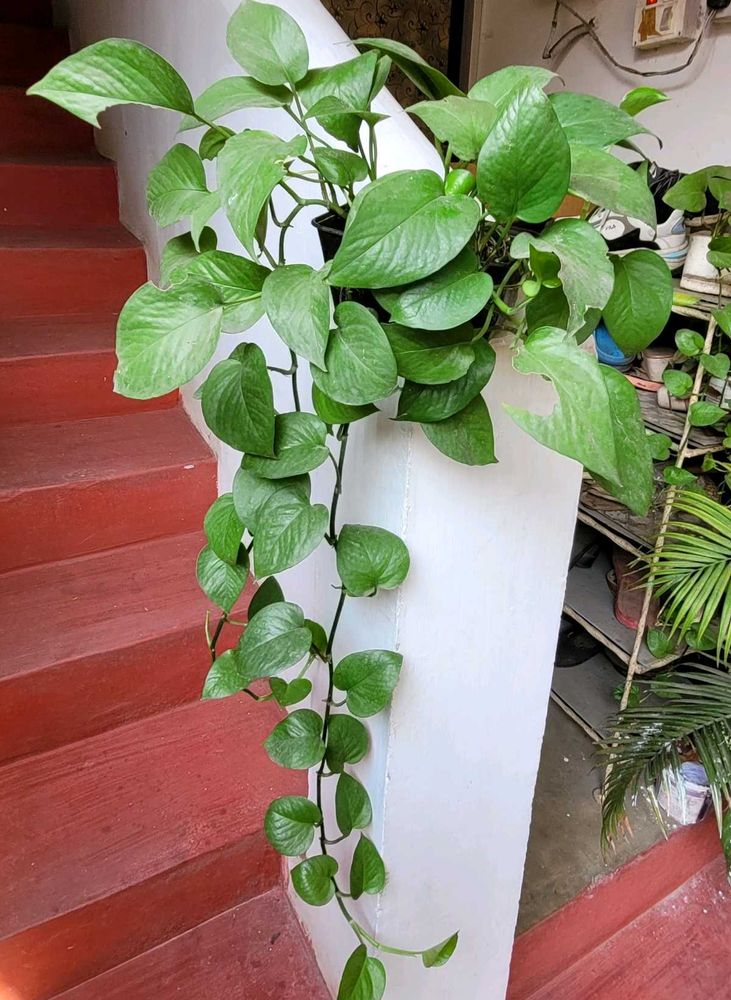 Evergreen Money Plant 🪴 &amp; pot