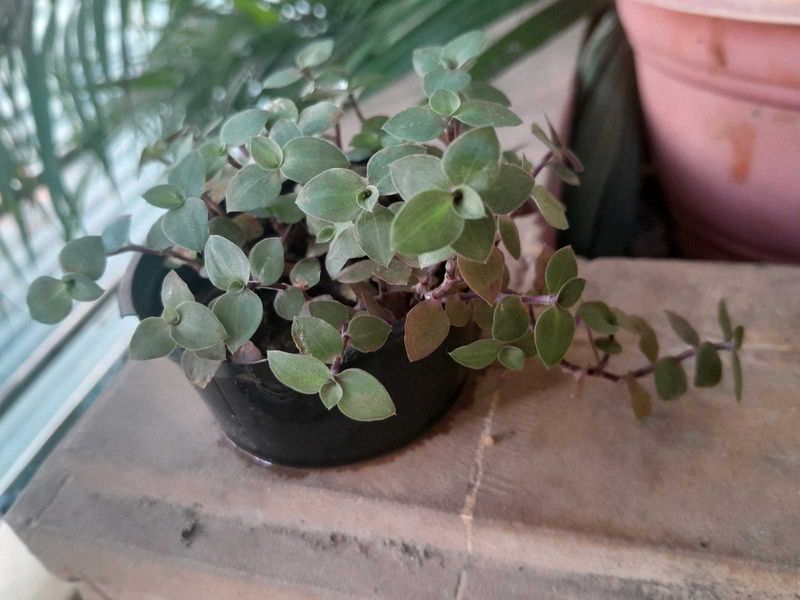 Green and Purple Trailing Plant in plastic Pot/Cup