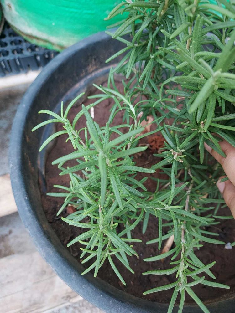 Plants For Kunal