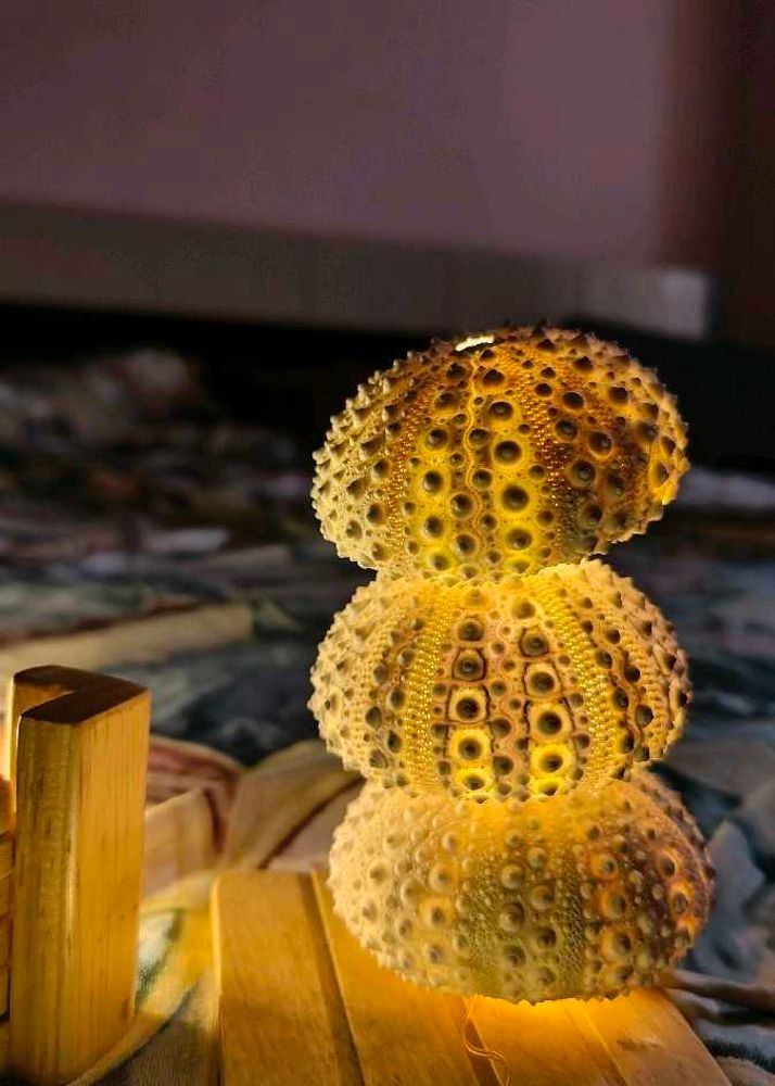 Original Shells - Rare And Beautiful ☘️