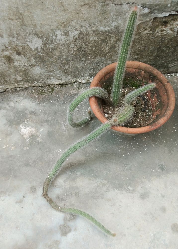 Rare Antique overgrown #Cactus Plant #nagphani