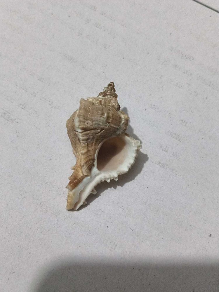 Most Mostest Beautiful Old Sea Shank(Shell)