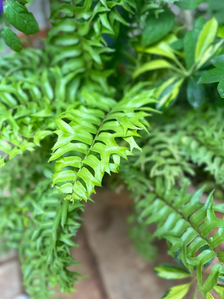 Boston Fern Full Rooted