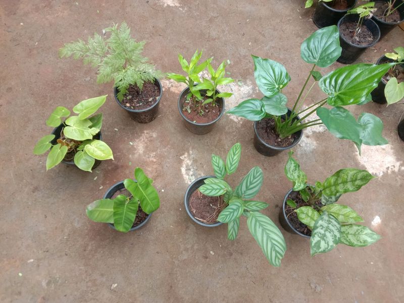 Plants