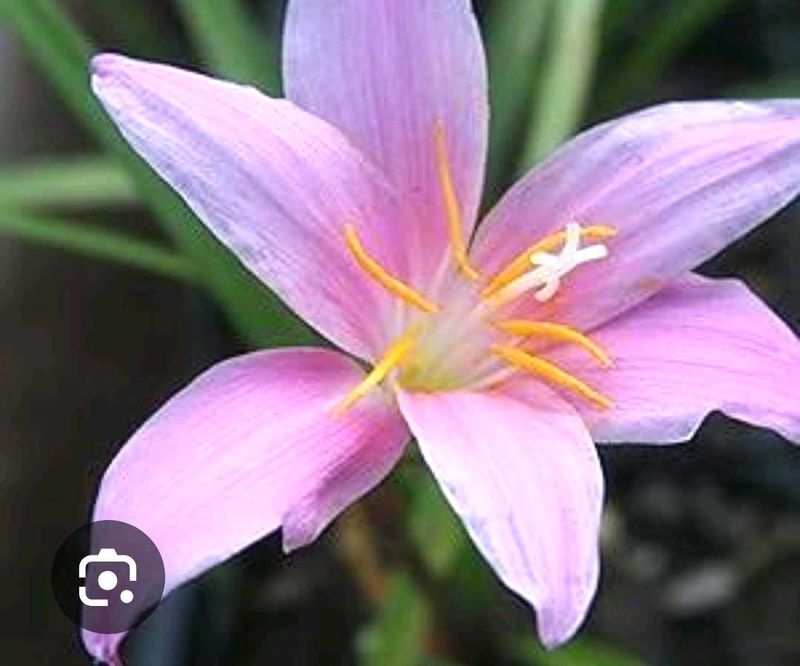 Rain Lily Bulbs