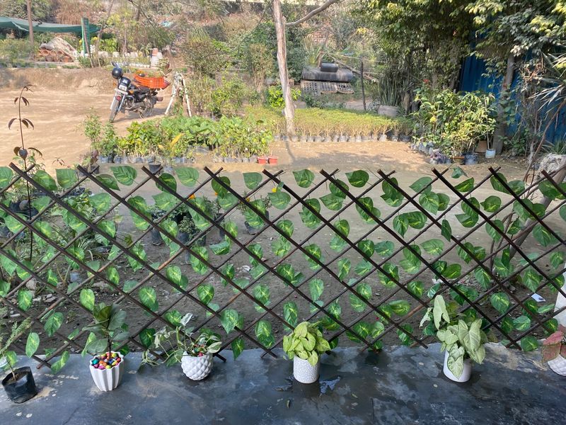 Expendable fence hedge