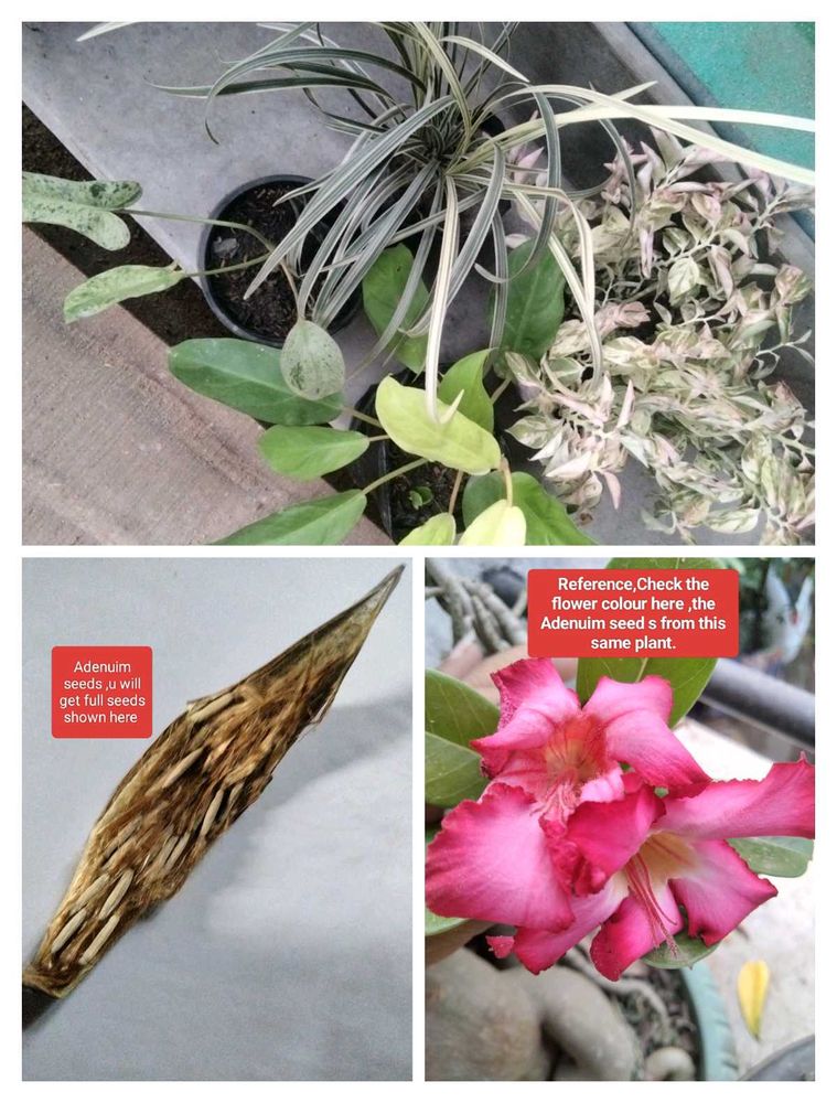 Adenium Seeds and plants combo offer
