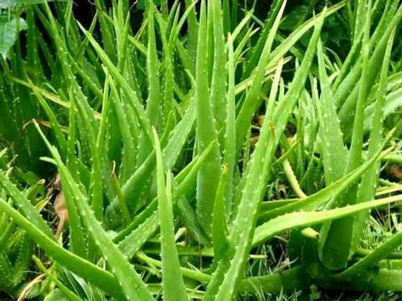 Aloevera 5 plants Set