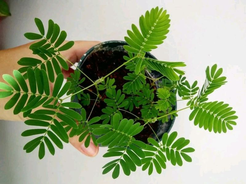 Touch Me Not Plant 1pcs