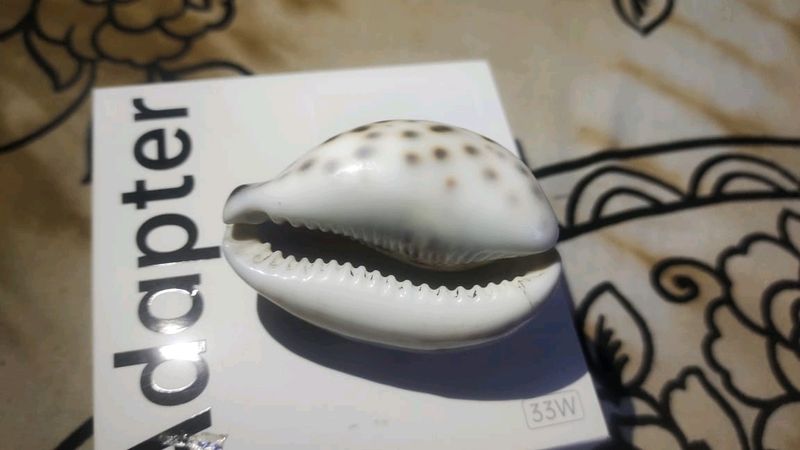 Beautiful Sea Shell Paperweight