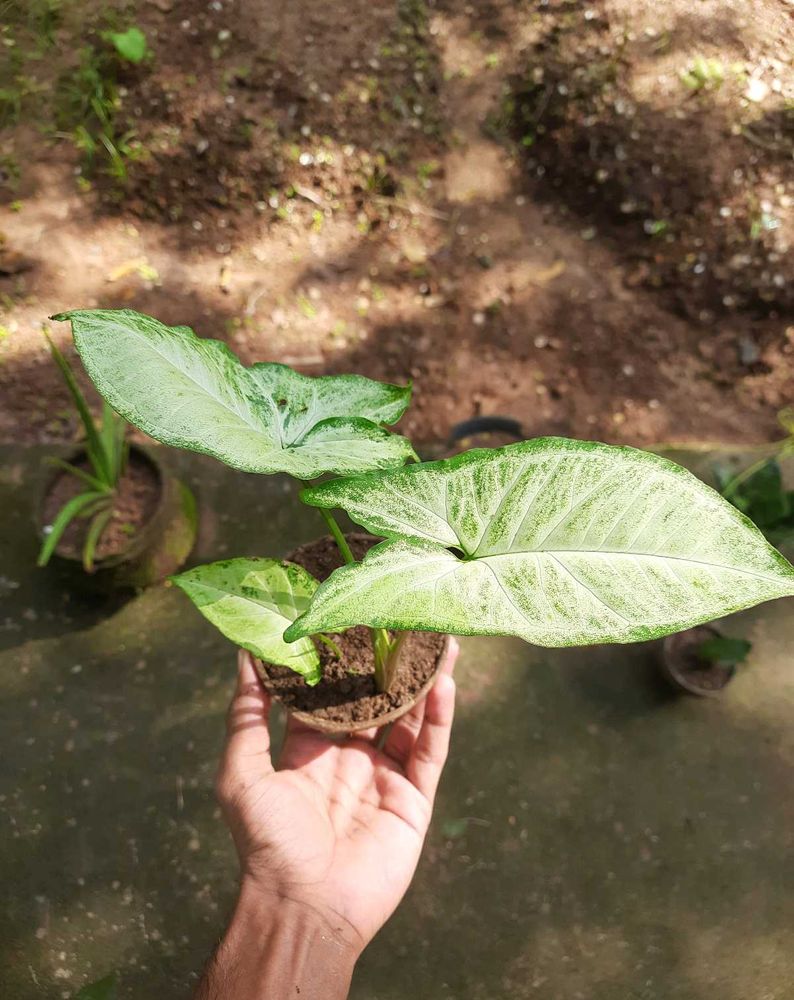 Arrowhead plant