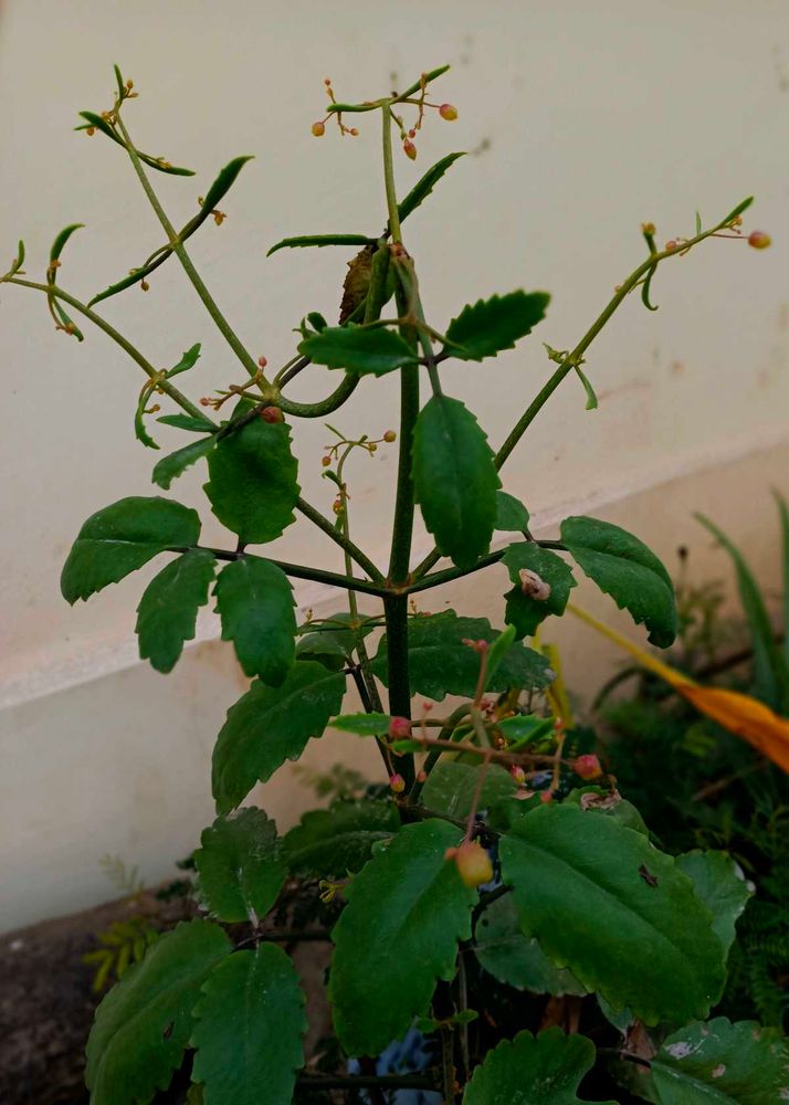 cutting and some live plants without pot