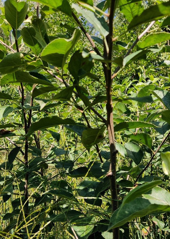 Hot Climate Apple Plants  Annna, Hermann99