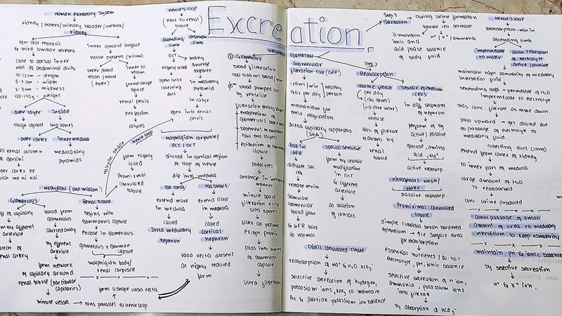 Class-11/NEET Biology Mindmap/notes