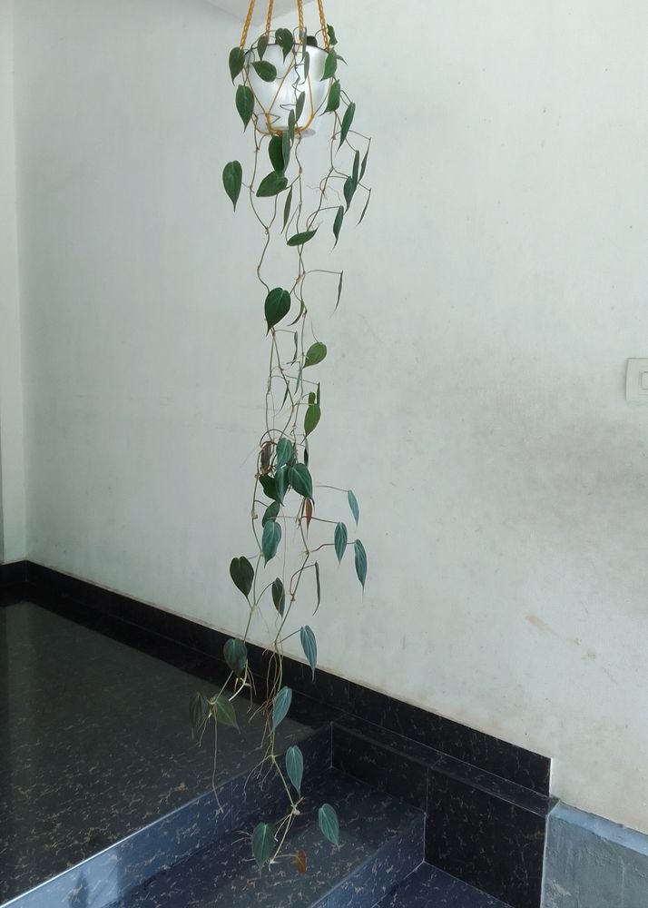 Philodendron Micans