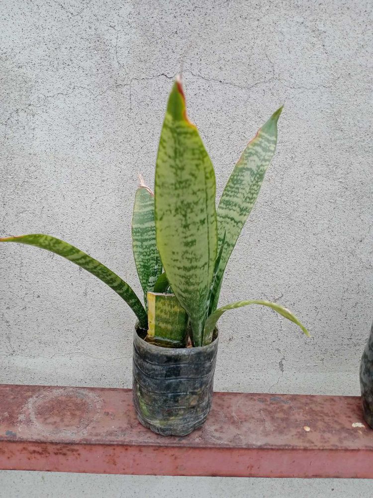 Snake Plant
