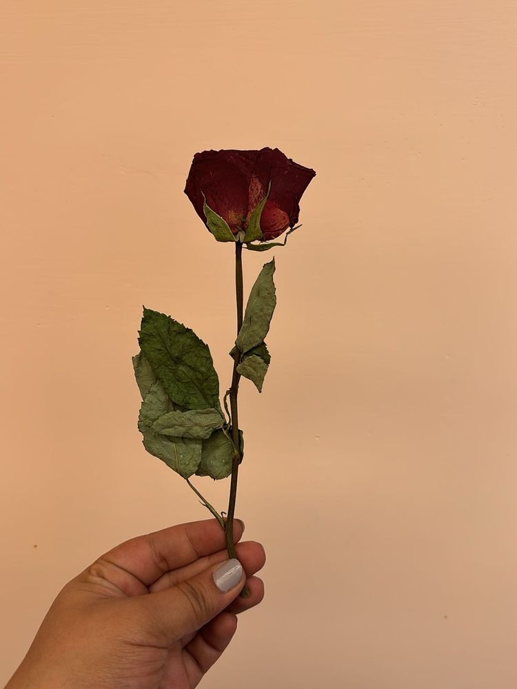 Real Dried Rose