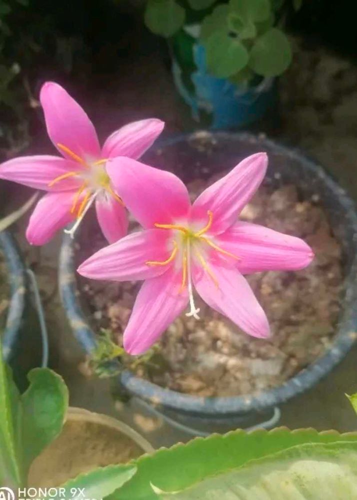 Multi Color Rain Lilly Bulb Pack Of 6 Pc.