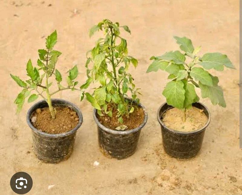 Vegetable &amp; Flower Plants (Set of 7)