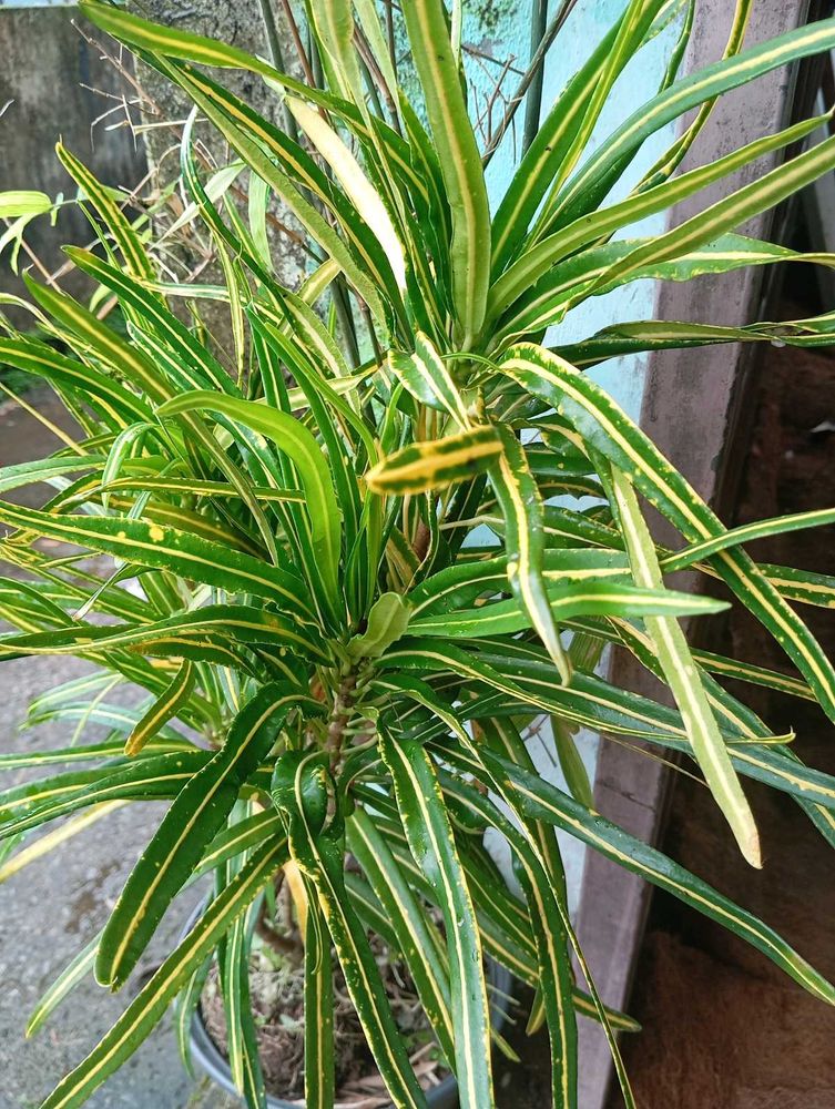 Croton Plant - Vibrant Indoor Foliage