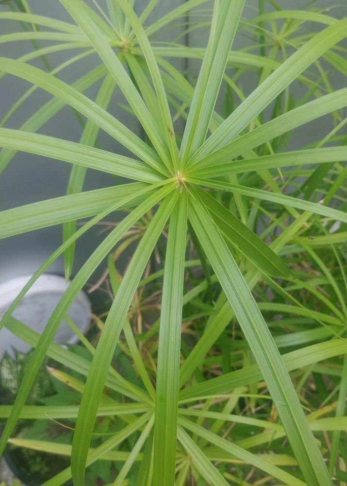 Umbrella Palm + Water Latuce