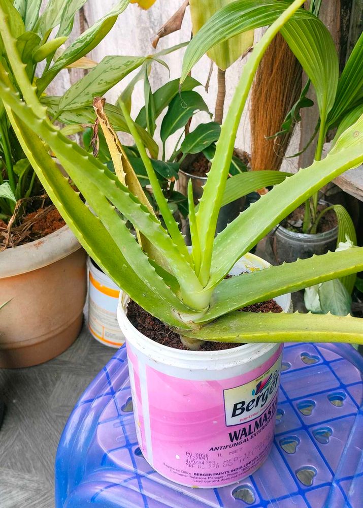 Combo live plants ☘️☘️☘️