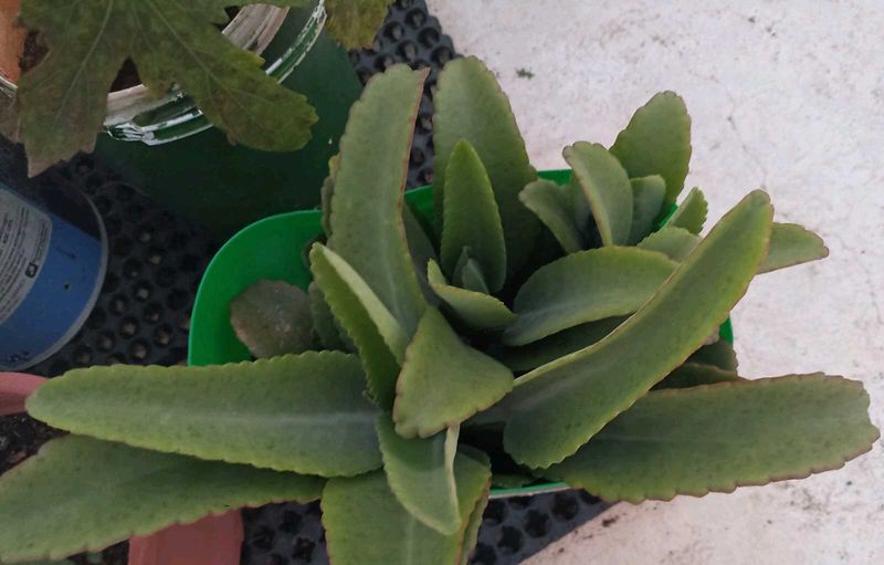 combo 6 plants @low price