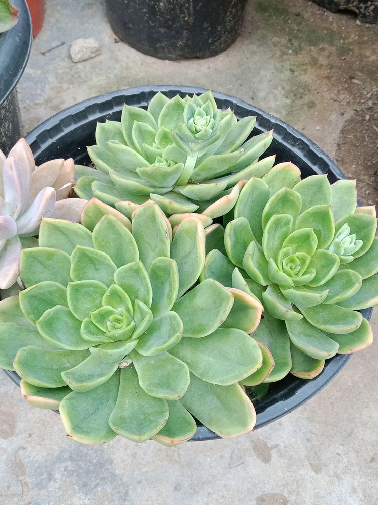 3 Big Size Succulents