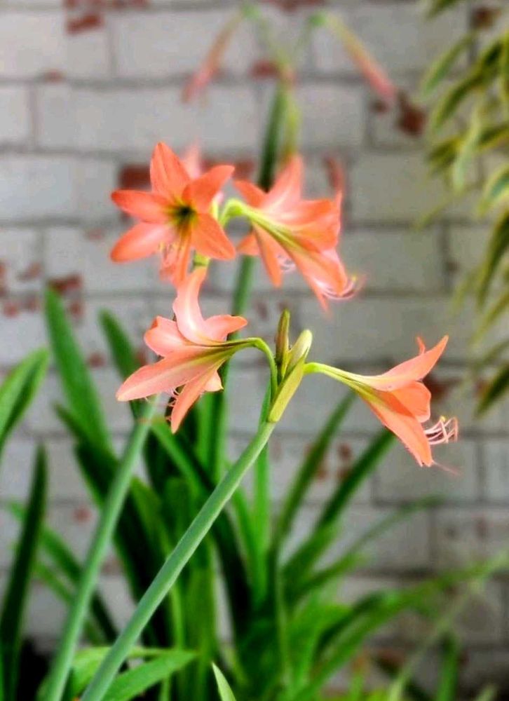🌾 Pink Lily Bulb (Pack of 2)