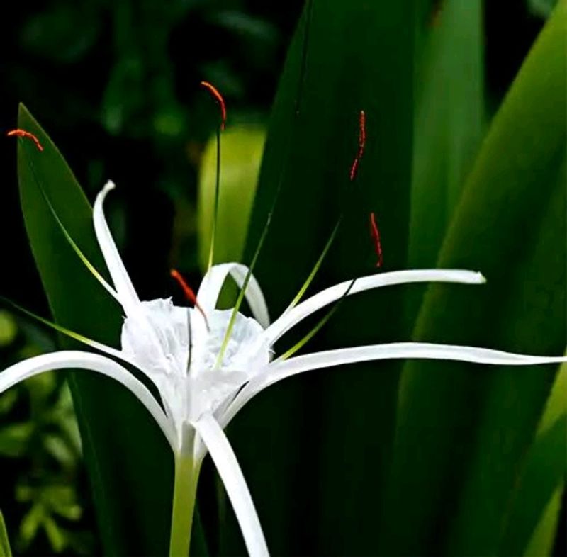 Spider Lilly Bulb Of 4 , And 4 Pots 3&#34; ; Rainy Season Flower With Mild Scented