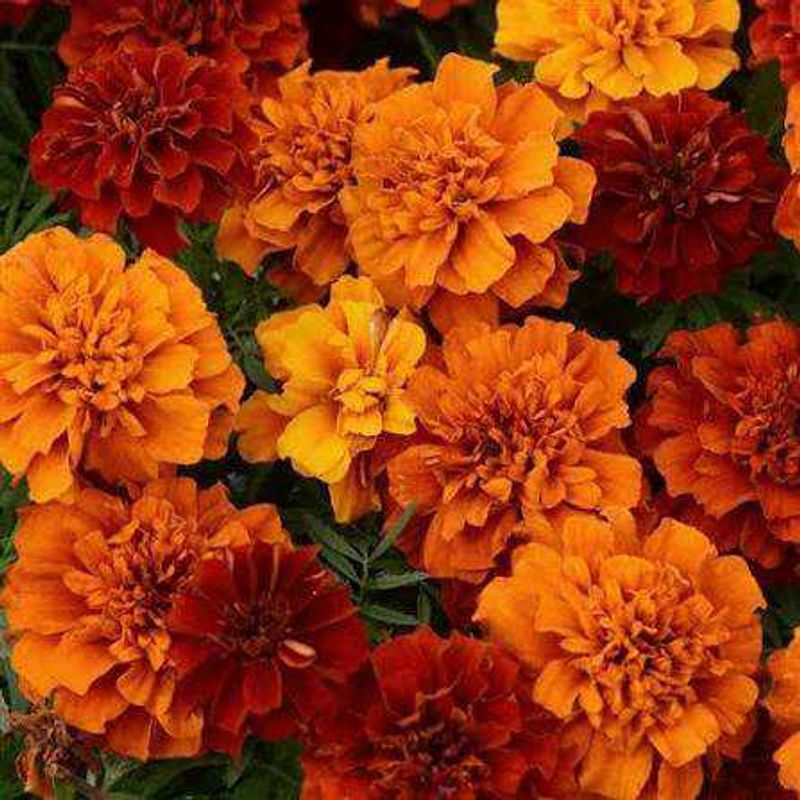 mix Marigold Flower seeds