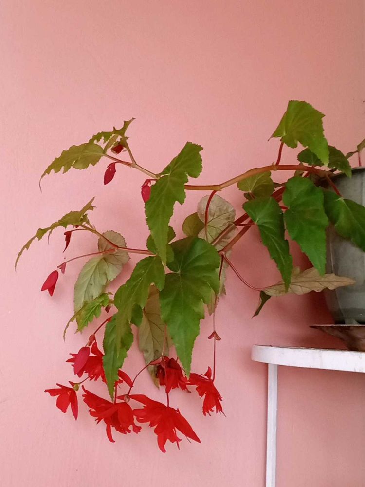 Red Begonia